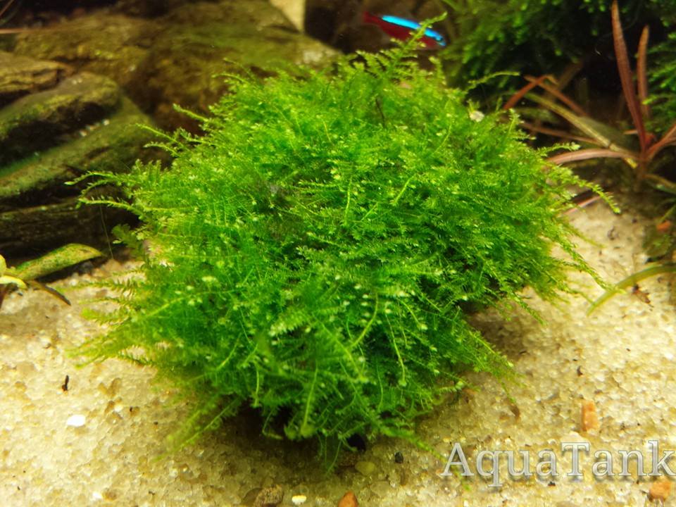 Moss (Vesicularia sp. Mini Christmas moss) aquarium plant AquaTank Rare Aquarium Plants